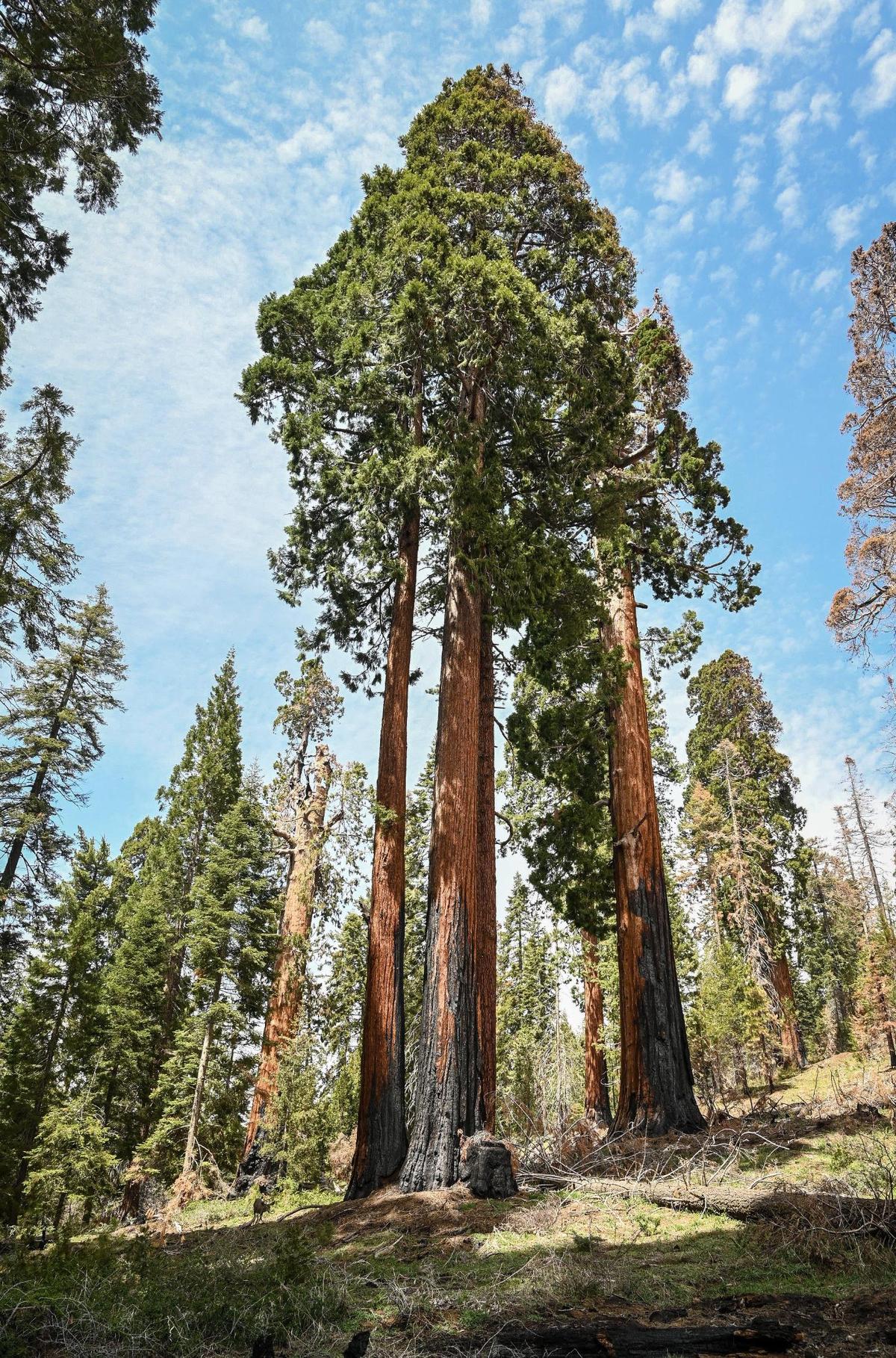 Burned but living giant sequoia trees stand at the top of a ridge in the Mountain Home Demonstration State Forest that burned in the 2020 Castle Fire, on Tuesday, April 26, 2022.