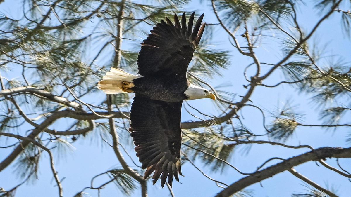 A bald eagle takes flight from a tree at Millerton Lake as seen during the Millerton Lake eagle tour program on Sunday, Feb. 2, 2025. The tours take place when the birds migrate to what has been their historic southern wintertime habitat. This bird may be one of two resident pairs that are said to reside at the lake year round.