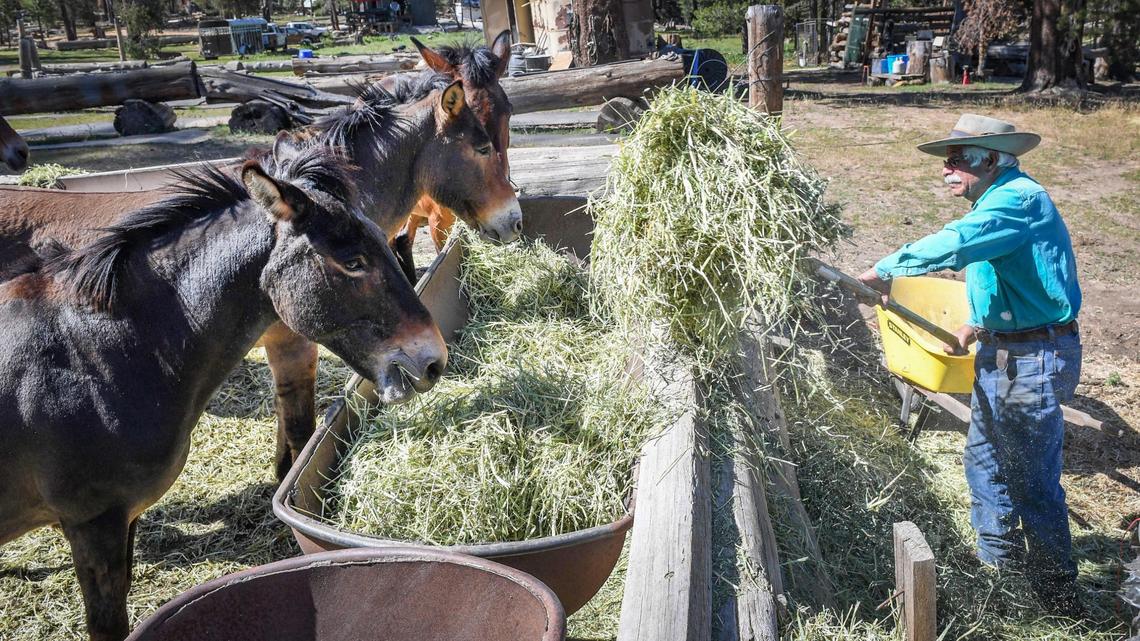 Tracy Terzian pitches hay for the mules at the Minarets Pack Station as he prepares for the first guided rides since the Creek Fire, on Friday, June 11, 2021. The fire caused some damage as did more recent Mono wind events, but the structures mostly survived and Terzian says they will be in business this summer.