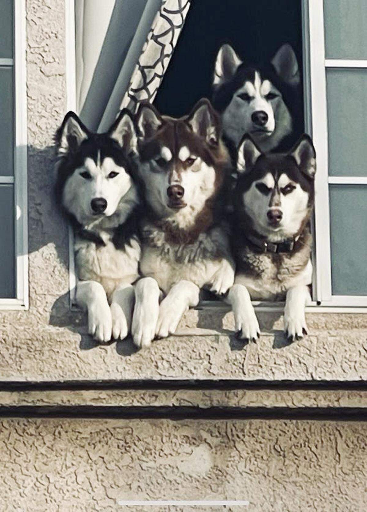 A quartet of Husky dogs have become popular at a north Fresno neighborhood, staring and howling from an upstairs window.
