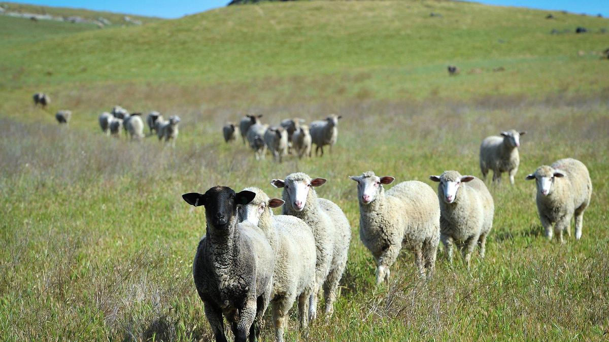 Sheep head in to get well water on Round Mountain Ranch in Fresno County.