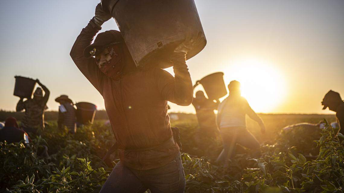 “Siguen necesitando atención”: Por qué los trabajadores migrantes de California evitan las clínicas médicas