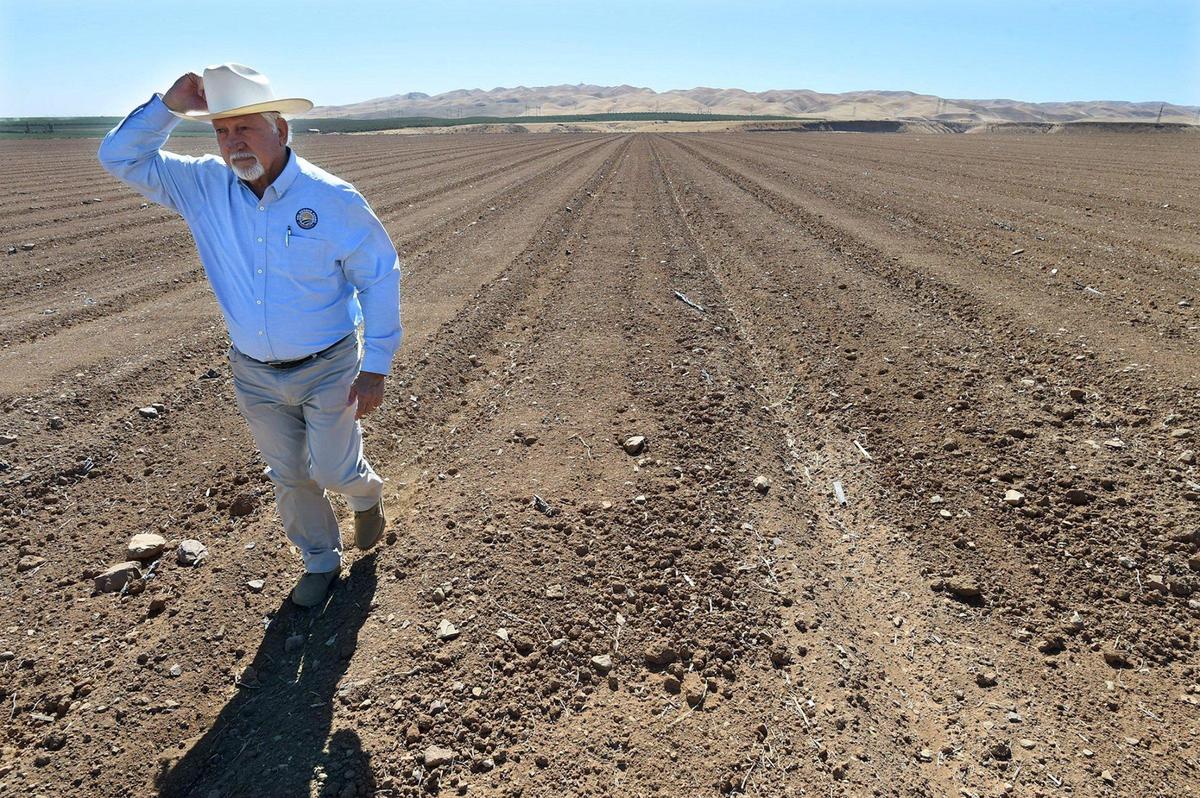 Holding on to his hat in a stiff wind, Firebaugh farmer Joe Del Bosque walks off a field that he planted with melons this last season. The field will remain fallow until he finds out if he’ll get water for the crop.