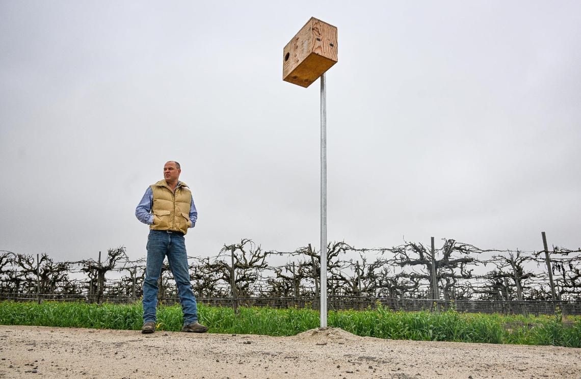 Nick Davis of The Owl Box Company in Madera shows one of his owl boxes set up on his vineyard on Tuesday, Feb. 25, 2025. The boxes attract barn owls as a habitat for producing offspring while also hunting down destructive rodents in the area.