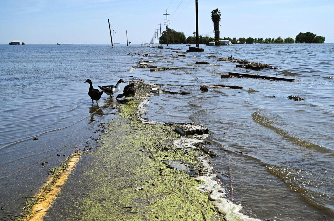 Ducks and other waterfowl are seen along flooded 6th Avenue Tuesday afternoon, April 25, 2023 just south of Corcoran, CA.