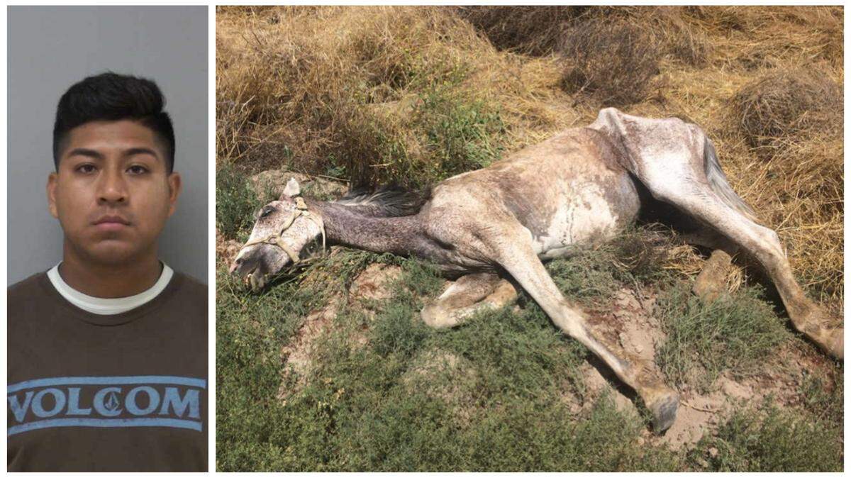 An animal control officer recommended a horse be euthanized after a game warden found it neglected and not able to move in Madera County on June 1, the sheriff’s office said. Axel Herrera-Martinez, 20, was arrested on suspicion of animal cruelty.