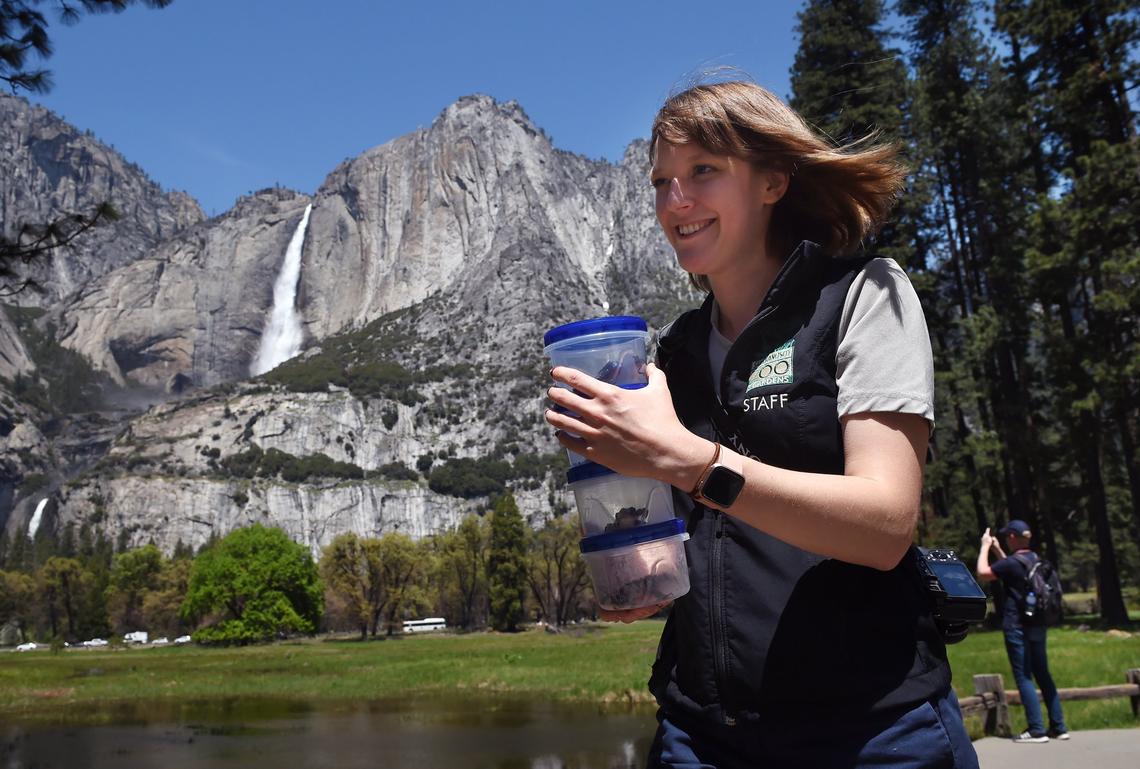 Rochelle Stiles, conservation supervisor with the San Francisco Zoo, carries threatened California red-legged frogs for release in Cook’s Meadow Friday, May 3, 2019 in Yosemite Valley.