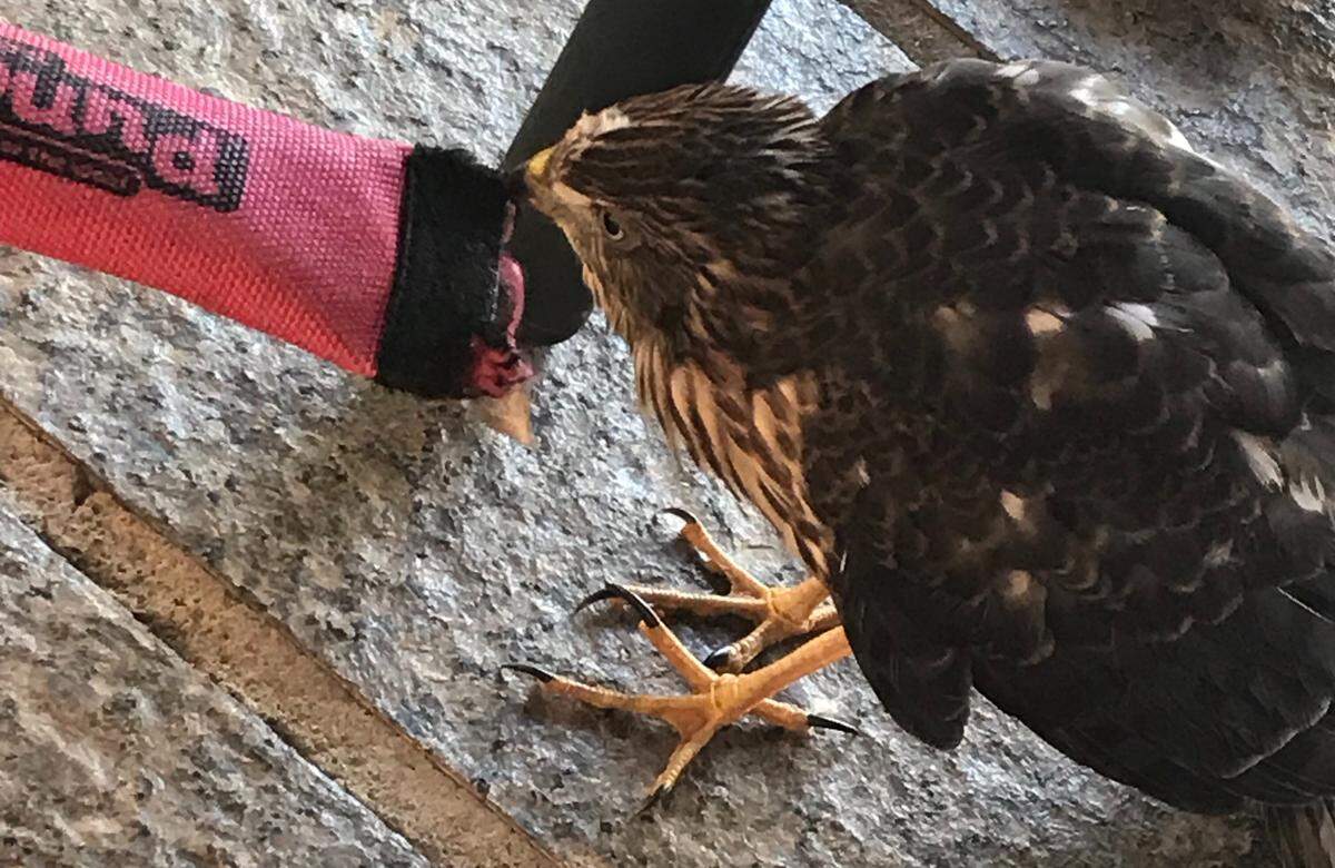 A rescued Cooper's hawk (identified by Fresno Wildlife Rehabilitation Service, which is caring for it) plays with a dog toy in Clovis on Monday, June 18, 2018.