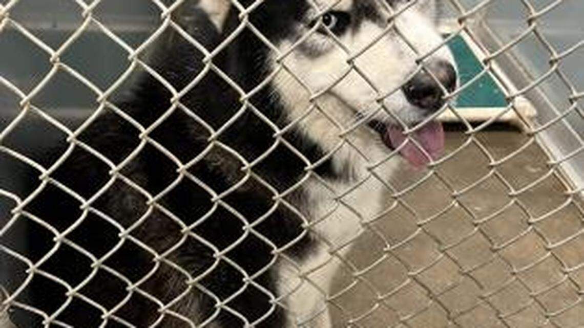 Blue is a two-year-old male husky who is great with people and dog friendly. Blue is available at Second Chance Animal Shelter in Selma, CA.  Blue will be neutered, vaccinated and micro chipped adoption fees are waived since we are so full right now. Second Chance Animal Shelter is located at 2831 W. Front St. In Selma, 559-896-7227 or visit 2ndchanceanimalshelter.org.