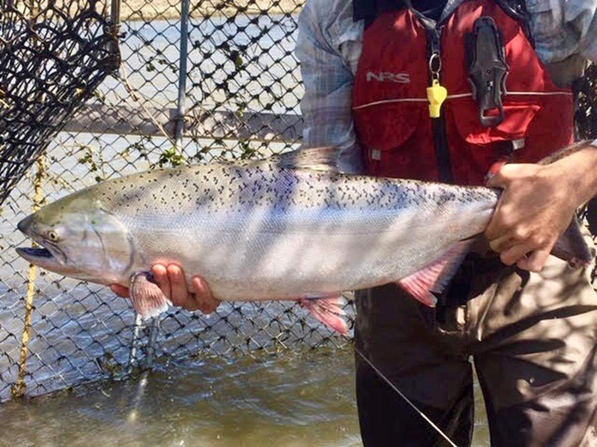 An adult spring-run Chinook salmon netted on April 9, 2019, in the San Joaquin River’s Eastside Bypass is the first such salmon discovered to have returned from the Pacific Ocean to the river in more than 65 years. It is one of five Chinook salmon captured in the same area of the river this month by scientists with the U.S. Bureau of Reclamation’s San Joaquin River Restoration Program.