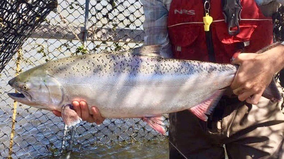 Fresno stretch of San Joaquin River home to bumper crop of returning salmon | Opinion