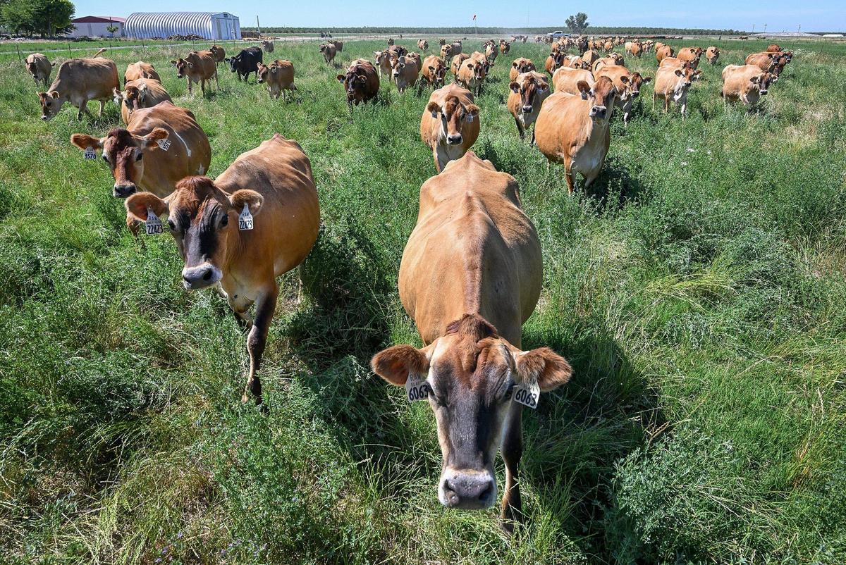 Jersey cows meander across a grazing field at the Raw Farm USA dairy in Fresno County on Friday, June 14, 2024.