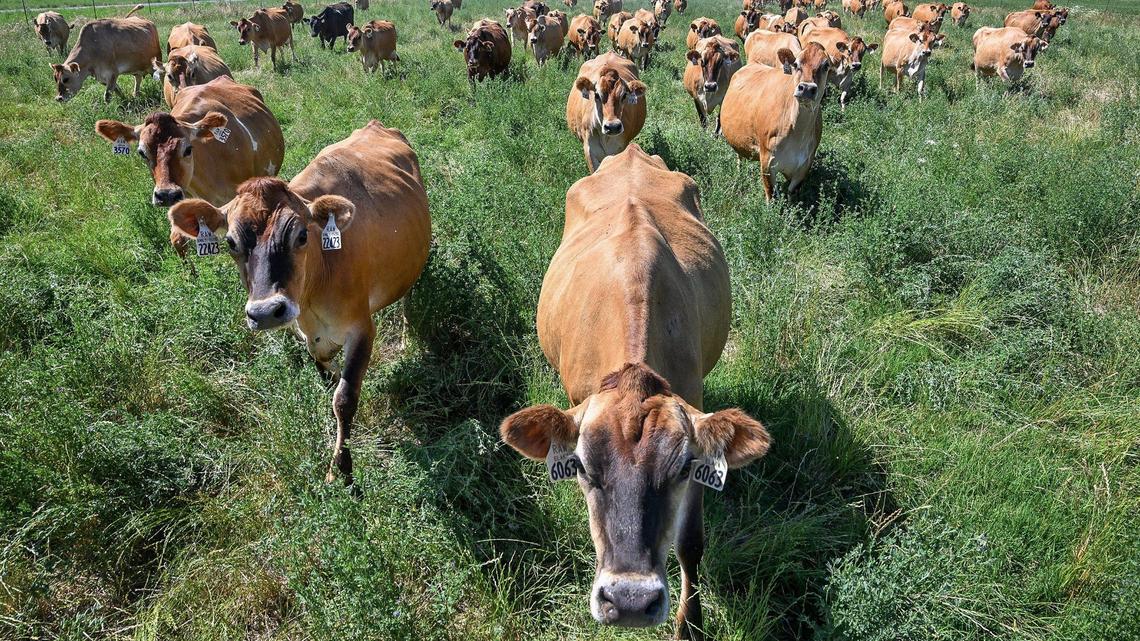 Jersey cows meander across a grazing field at the Raw Farm USA dairy in Fresno County on Friday, June 14, 2024.