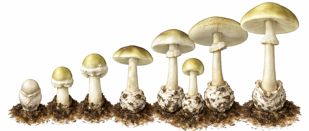 Death Cap mushrooms are seen at different stages of development.