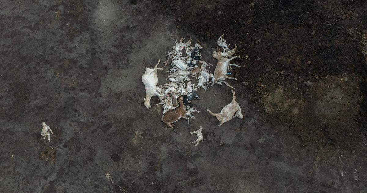In this submitted photo, the carcasses of dead goats can be seen in an open pile at a Kings County dairy.