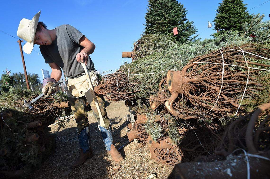 Sid’s Christmas Trees worker Joshua McComas, hammers a wooden stand on to a Christmas tree at the lot in Clovis, Thursday Dec. 2, 2020.