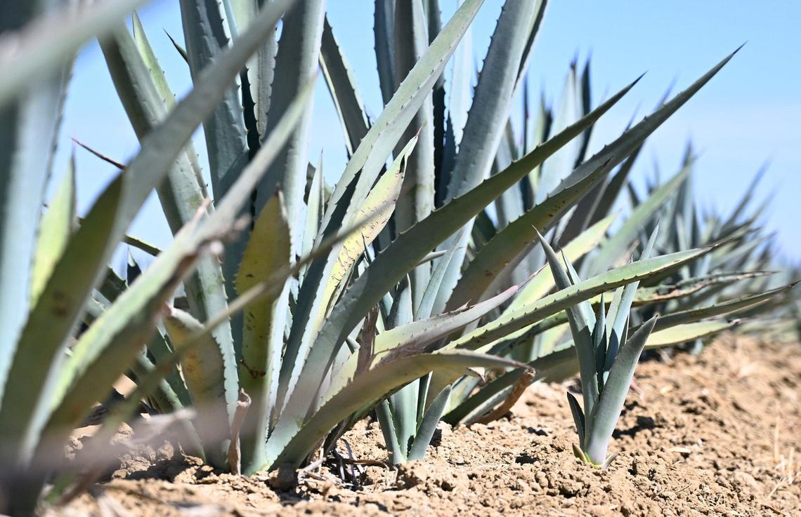 Agave, planted by Woolf Farming could be the next big thing. Photographed Monday, Aug. 12, 2024.