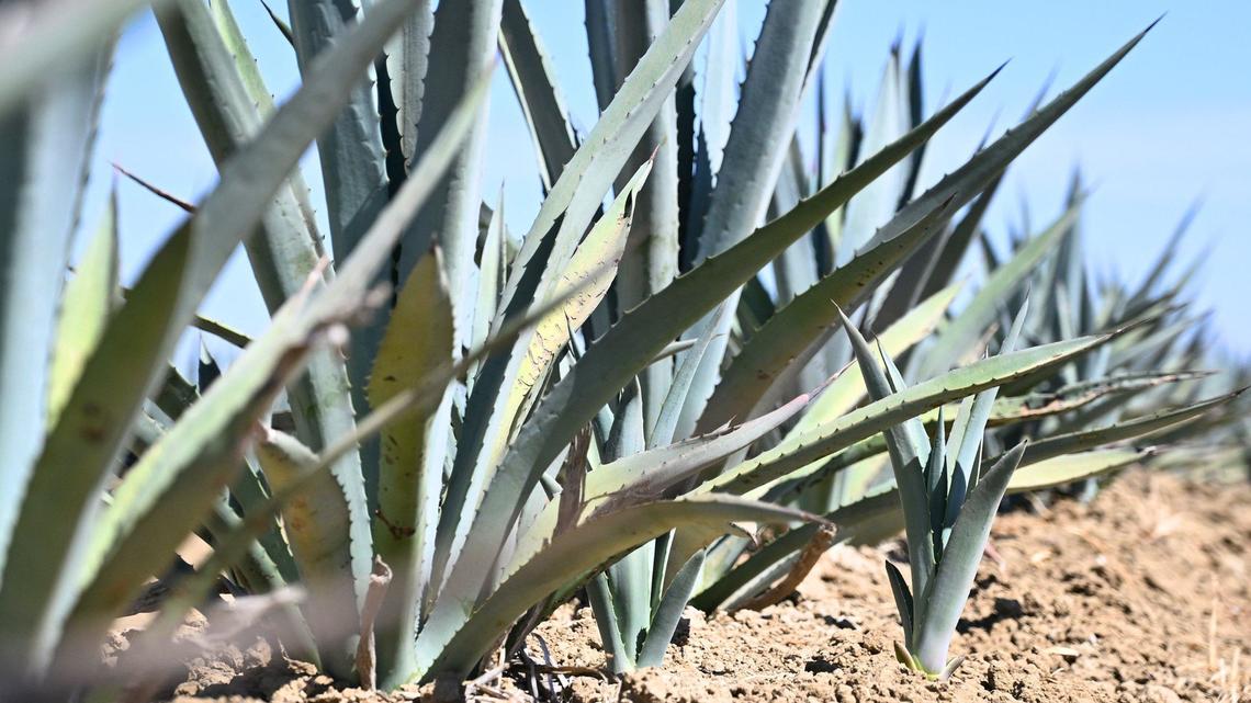 More agave farming — and fallow fields — in Fresno after unstable 2025 water deliveries