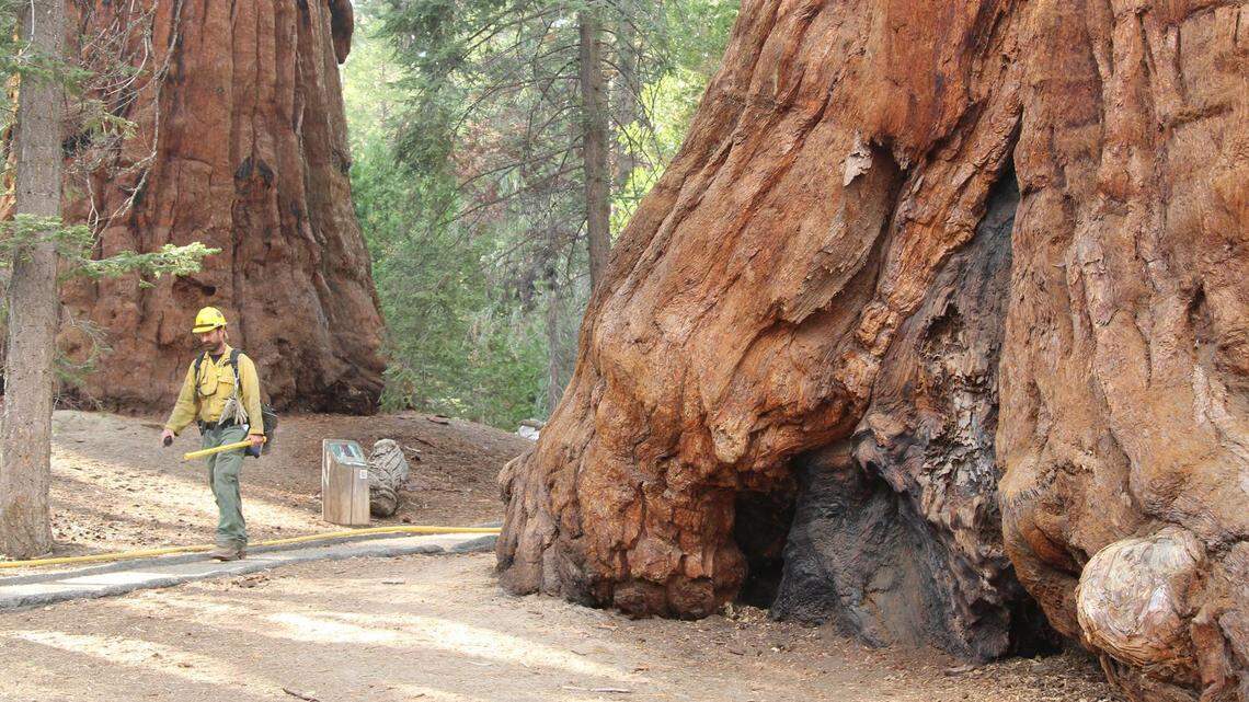 A firefighter walks along the Trail of 100 Giants in Sequoia National Forest. The groves of giant sequoias continued to be threatened by the Windy Fire on Sunday, Sept. 19, 2021.