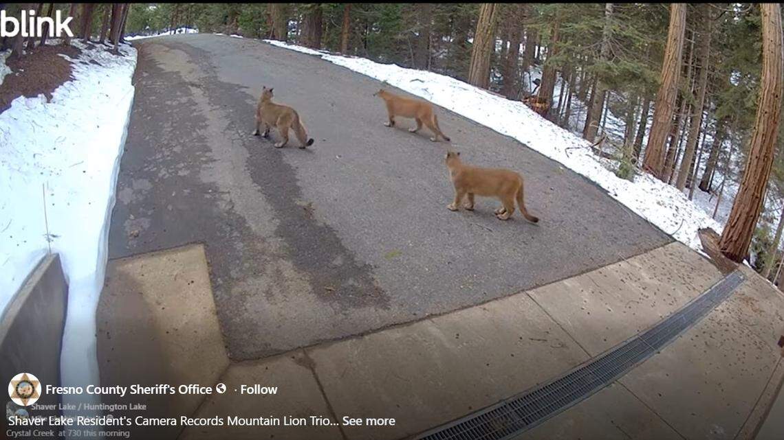 Merced College sends out alert after mountain lion is spotted near the campus