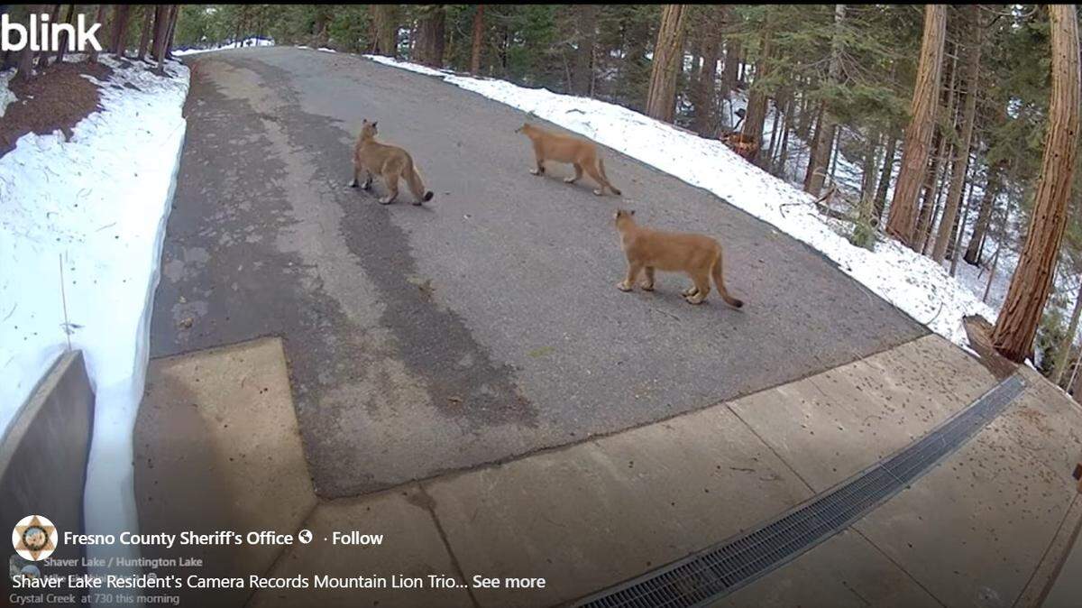 A trio of mountain lions explores Shaver Lake property in this early March screenshot from a home surveillance camera.