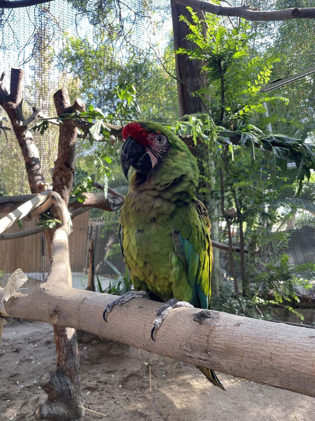 The Fresno Chaffee Zoo says Sarge, a free-flying parrot, flew off course and left Roeding Park.