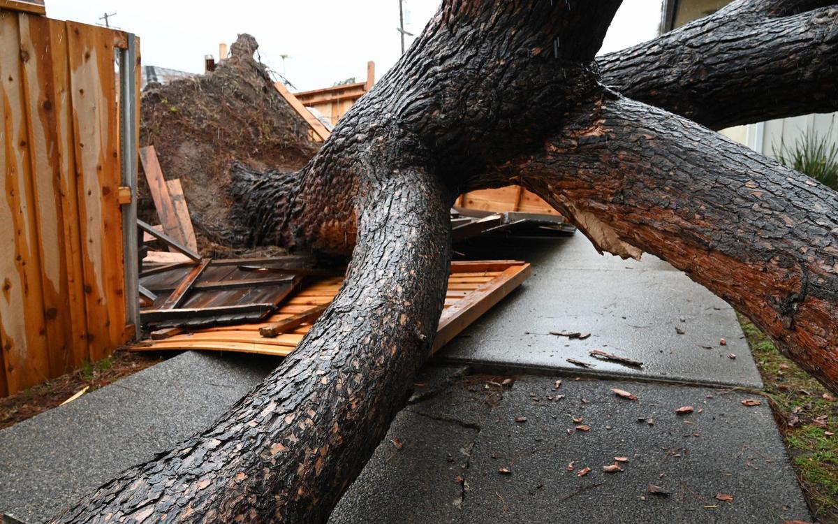 A large tree is seen toppled across a fence and into a neighbor’s driveway Monday morning, Jan. 9, 2023 in Fresno.