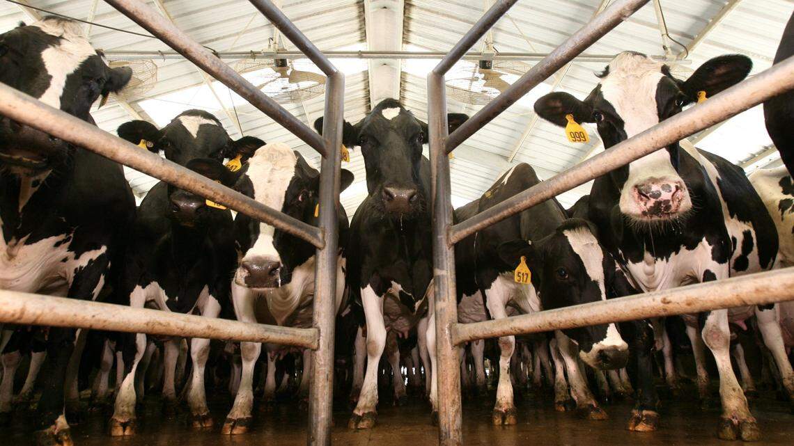 Easterday brothers say nitrate contamination is on Oregon land they were kicked off