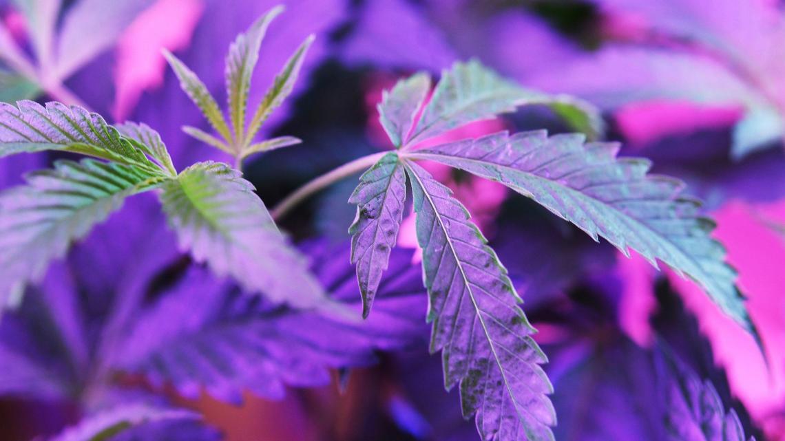 Nine month old indica hybrid plants glow beneath grow lights on display at The Artist Tree, a new cannabis dispensary opening next Monday, located at Palm and Nees Avenues. Artist Tree will double as an art gallery once opened. Photographed Wednesday, July 6, 2022 in Fresno.