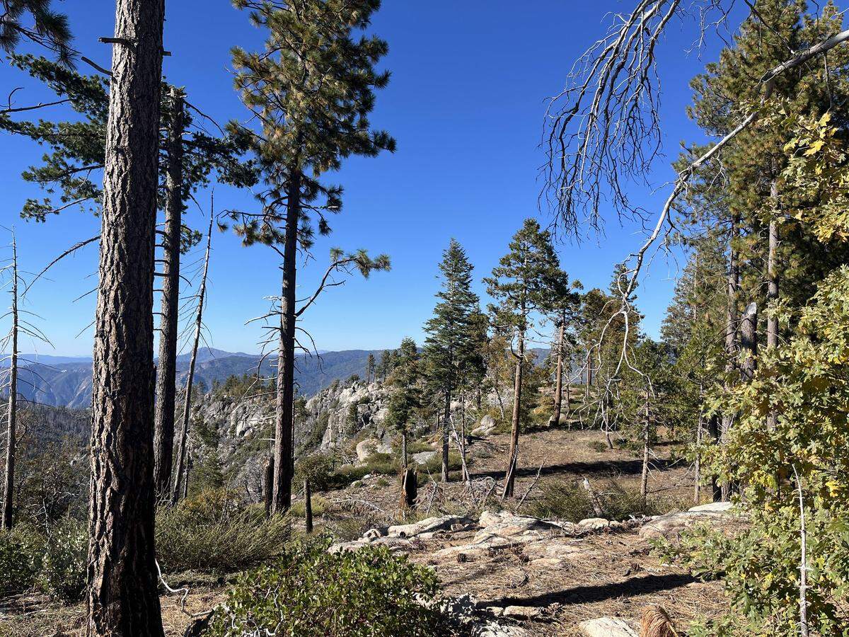 Southern Sierra Miwuk Nation, people indigenous to Yosemite and the greater Mariposa County, regained nearly 900 acres bordering Yosemite, including Henness Ridge (the area pictured). The return of ancestral lands enables the Southern Sierra Miwuk Nation restore cultural practices, community healing, and stewardship.