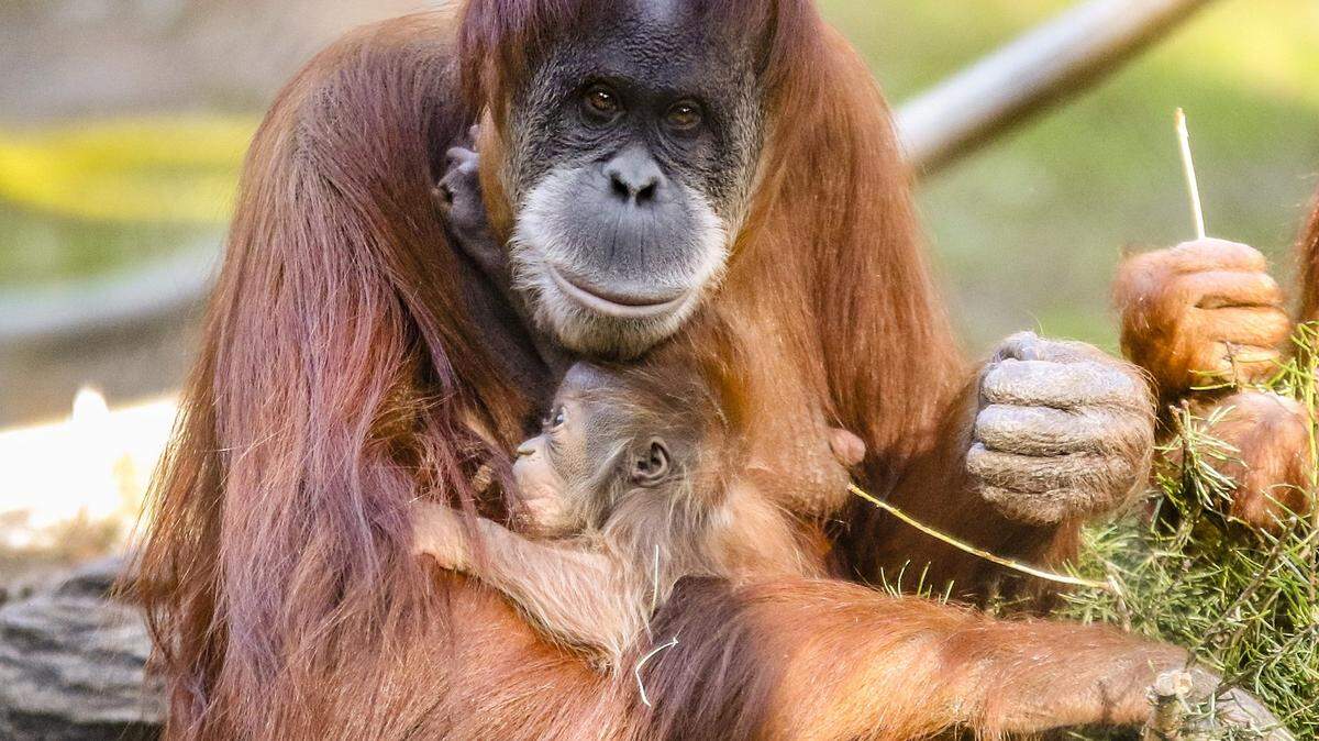 Siabu is shown here in a photo with her son, Hantu. The Fresno Chaffee Zoo announced on Tuesday, Nov. 17, 2020 that Siabu died because of cancer.
