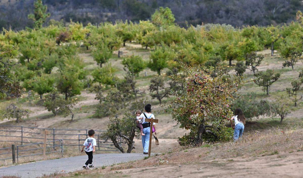 A family walks past orchards at The Orchard at Meadow Lakes which offers visitors the opportunity to pick their own apples. Photographed Friday, Oct. 3, 2025 near Auberry.