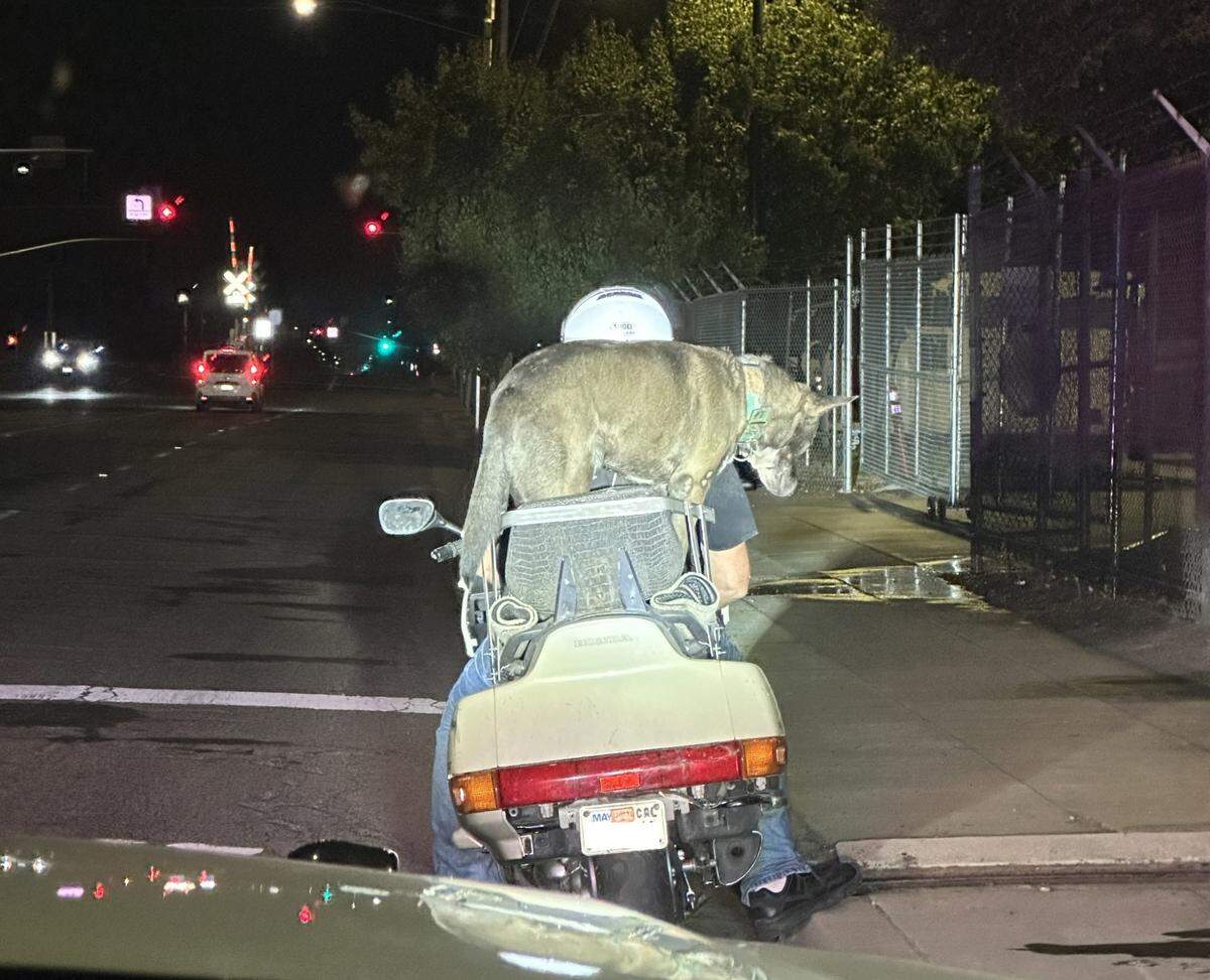 David Mitchell of Fresno was pulled over while having an unsecured dog on a motorcycle on Wednesday, Oct. 12, 2022. Deputies later found a gun and drugs.
