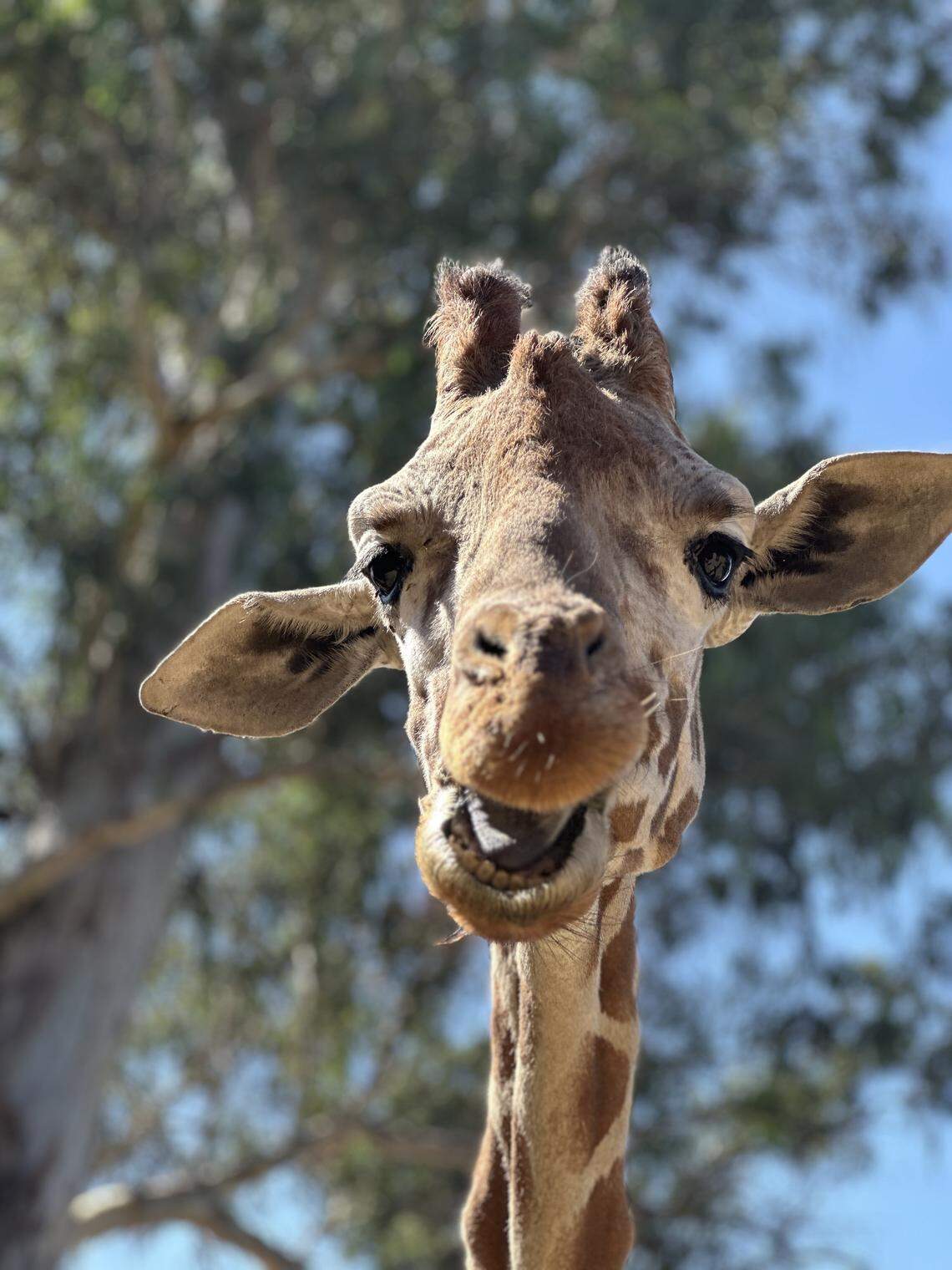 Baba, one of two reticulated giraffes at Fresno Chaffee Zoo, has died. The 31-year-old giraffe was charismatic and quirky, according to the zoo.