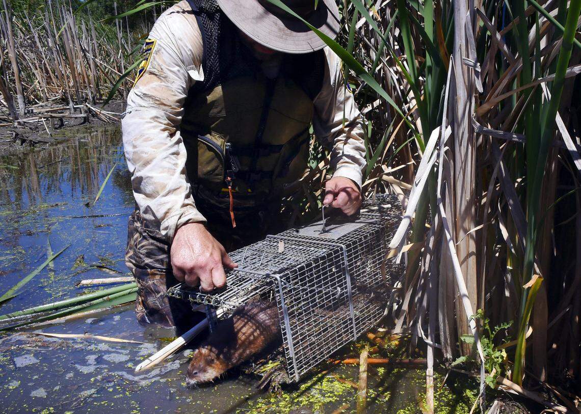 Evan King, environmental scientist with the California Department of Fish and Wildlife, sets free a muskrat caught in a trap June 13, 2018, near Stevinson.