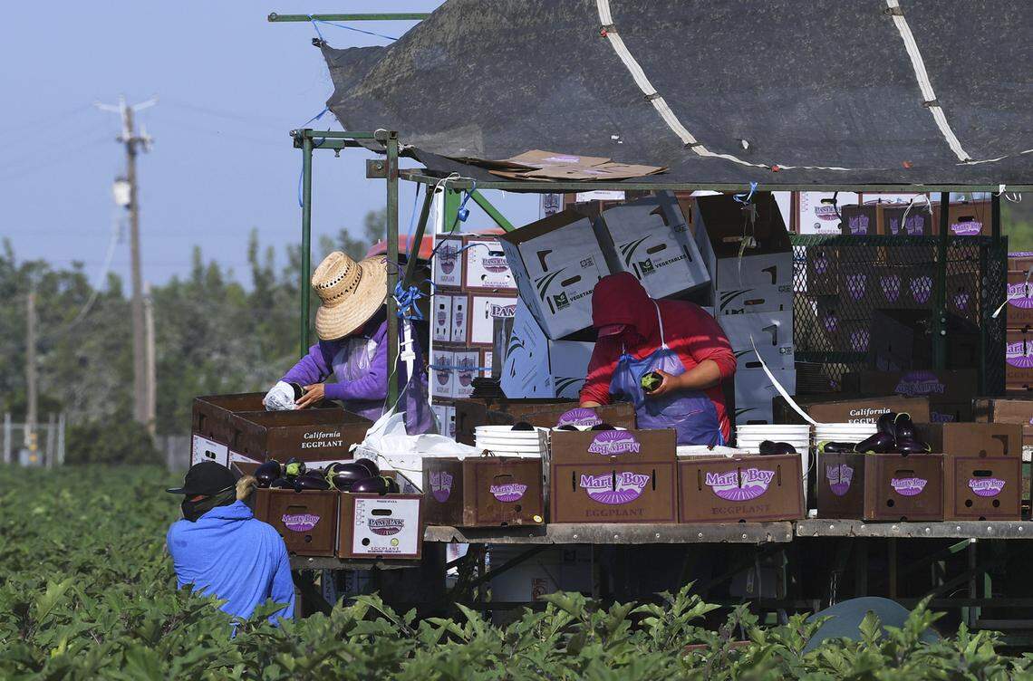 Trabajadores agrícolas cosechan berenjenas en un campo cerca de Fresno el 17 de septiembre de 2021. Eric Paul Zamora/The Fresno Bee