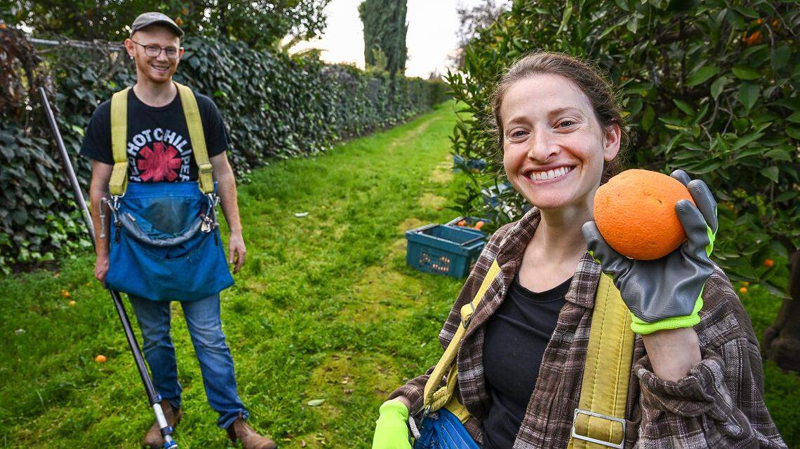 Aleeza Berman holds up a ripe orange as her husband Simon watches while taking a break from picking oranges at a home in Clovis on Thursday, Feb. 5, 2026. The couple started a non-profit group called Offer Kindness that provides citrus and other fruits to the needy.