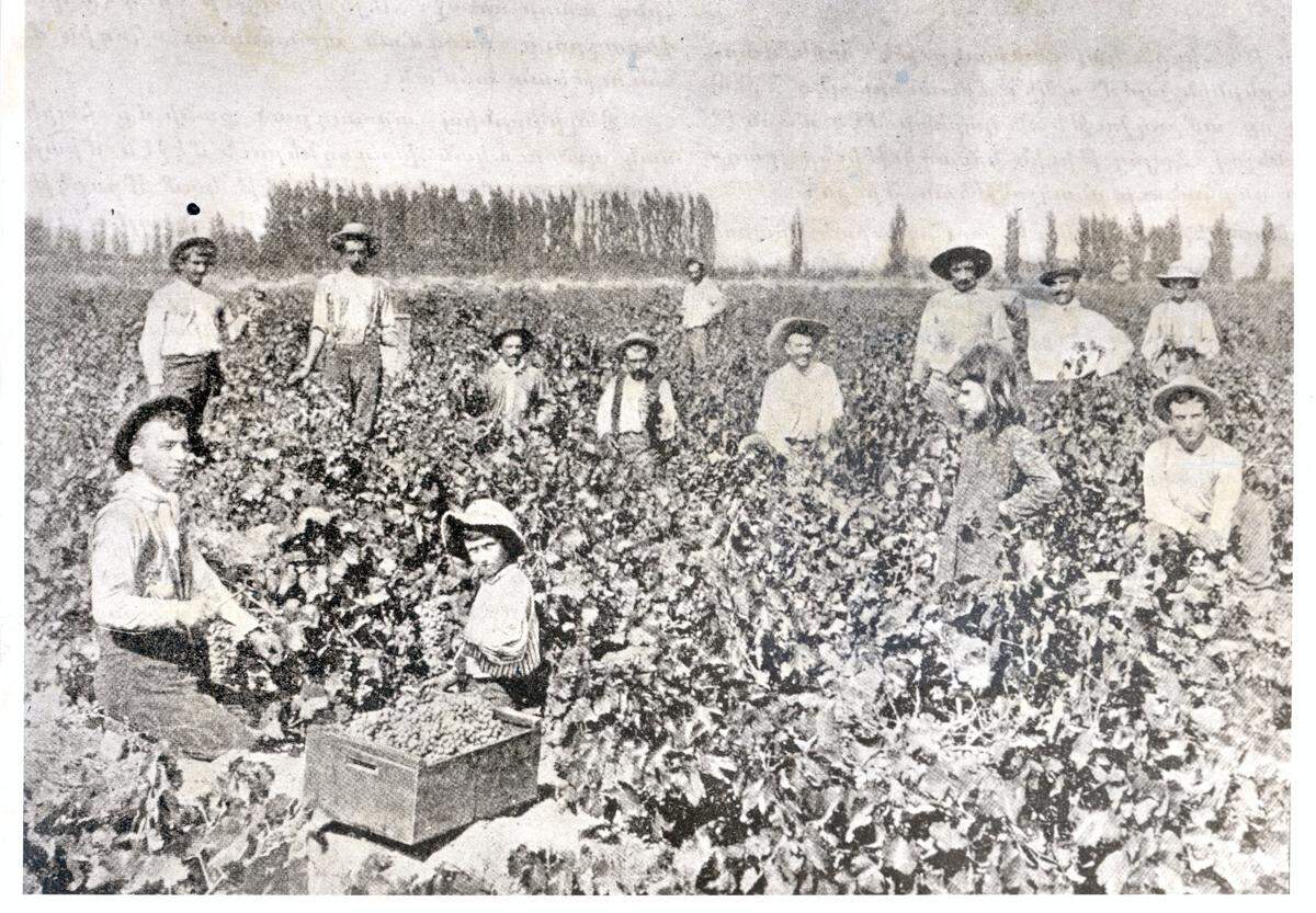 Armenian grape pickers in the early 1900s.