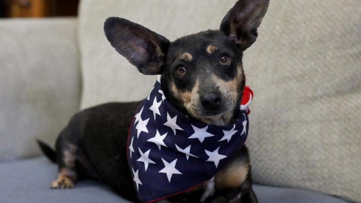 An image of Luke, a 3-year-old chihuahua mix.