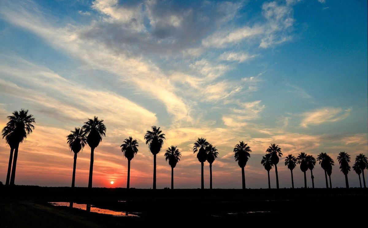 The sun sets among a few thin clouds behind a row of palm trees on Chateau Fresno near Kearney Park west of Fresno in August 2014.