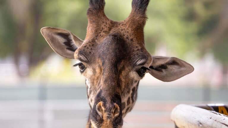 Fresno Chaffee Zoo mourns death of beloved Masai giraffe, Fenny: ‘Heartbreaking’