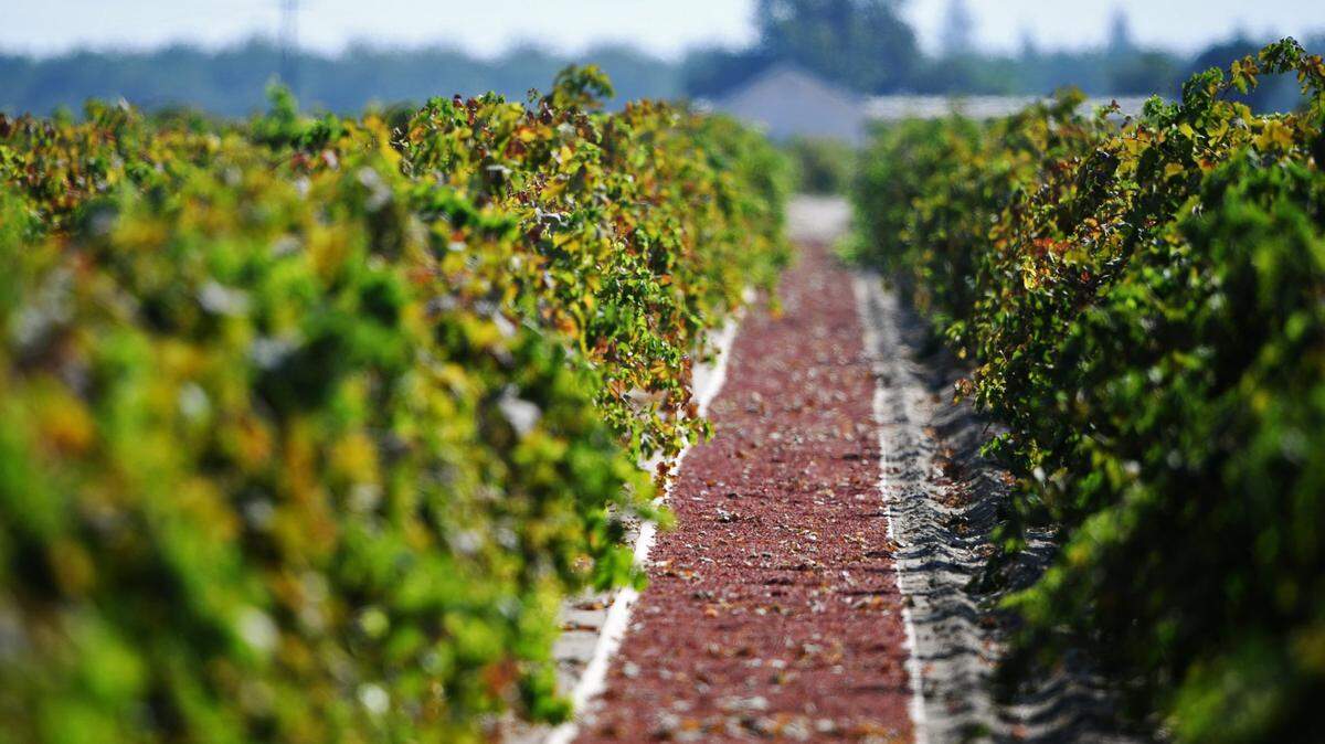 Rows of grapes turn to raisins drying in the sun on paper trays near Fresno.