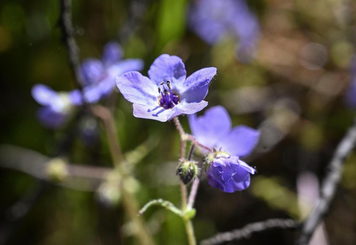 Fiesta flowers grow next to the San Joaquin River Trail on Wednesday, April 12, 2023.