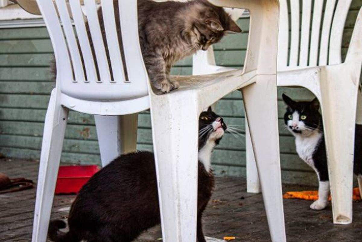 Three cats hang out on a family’s front porch. The cats are part of a feral cat colony that lives on 21st Street in Merced.