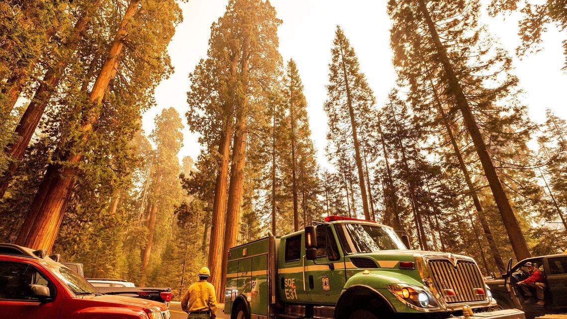 A fire engine drives past sequoia trees in Lost Grove as the KNP Complex Fire burns about 15 miles away on Friday, Sept. 17, 2021, in Sequoia National Park.