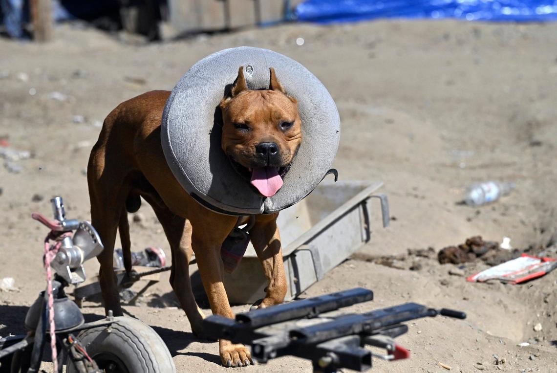 Feces is seen to the right as a dog is shown tied to a campsite at the City of Tulare’s temporary encampment located at the south end of town Tuesday, Sept. 10, 2024.