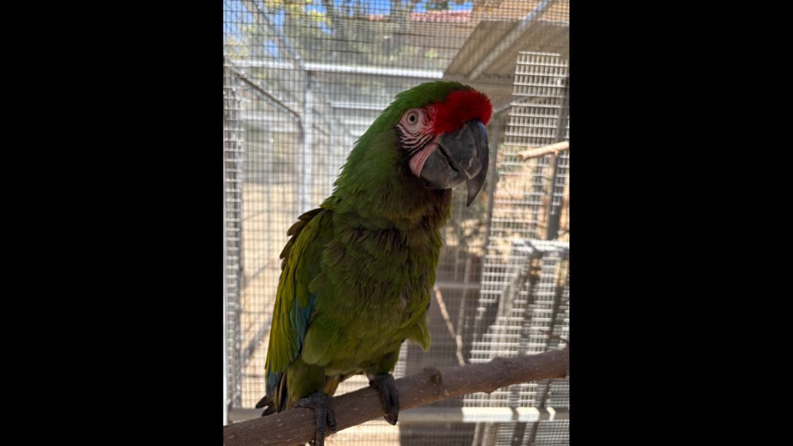 Fresno zoo animal who’d flown away and went missing is found — almost 20 miles away