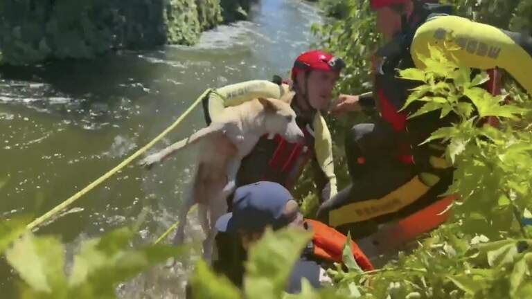 Man clinging to edge of Fresno canal and clutching dog rescued by firefighters