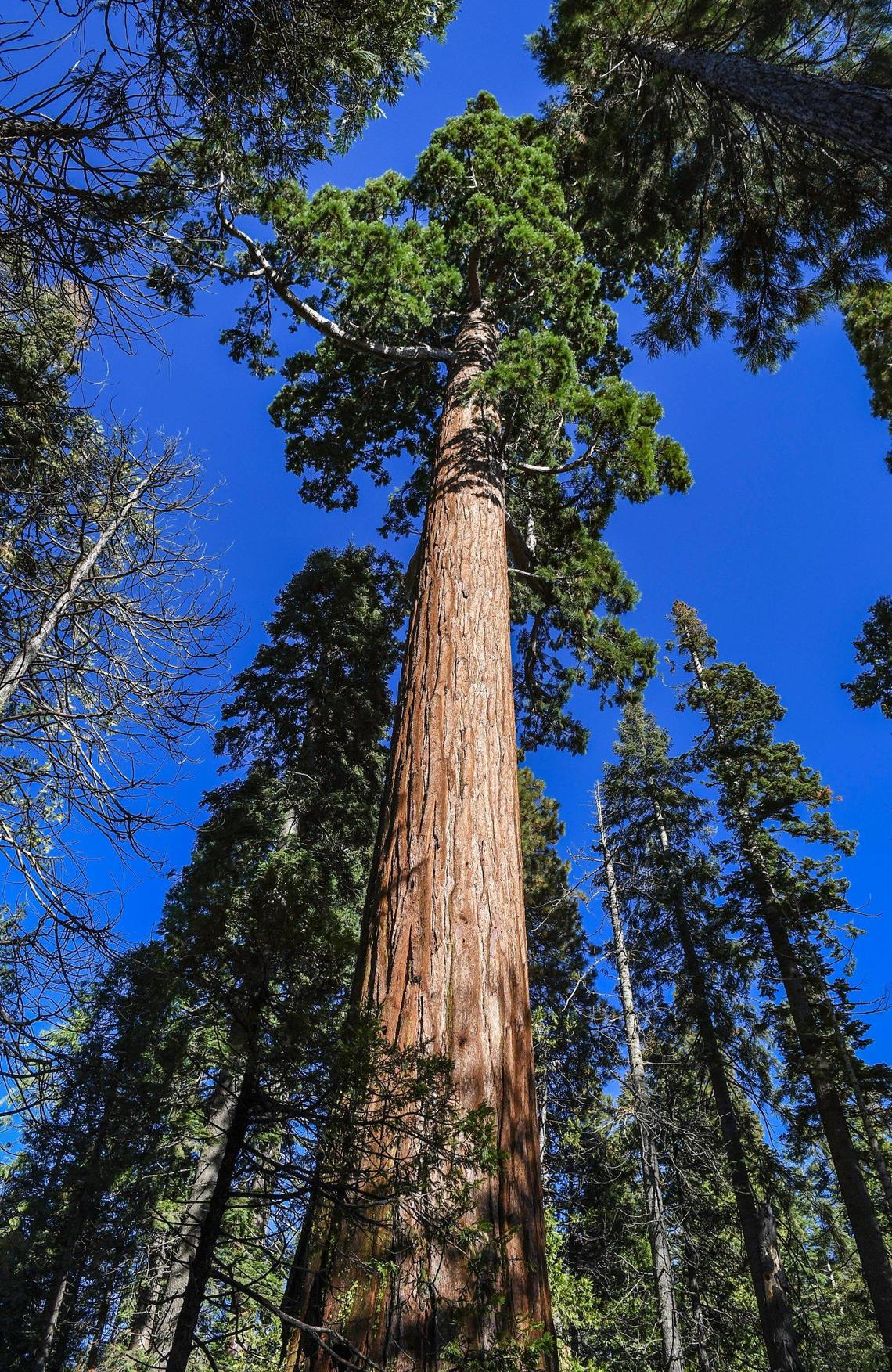 An ancient giant sequoia tree grows among other conifers in an area of Nelder Grove northeast of Oakhurst, on Wednesday, Oct. 27, 2021. The area encountered some low and moderate intensity fire during the 2017 Railroad Fire but not enough to do any damage to the tree. The older giant sequoia tree bark could be as much as a foot in thickness which protects the inside of the tree against even high intensity fire.