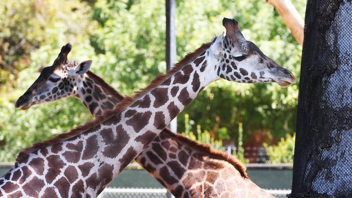 A special tax to fund the Fresno Chaffee Zoo in Fresno, California will be on the June 2022 ballot. Voters last approved it in 2014 by a wide margin. (Bee file photo)